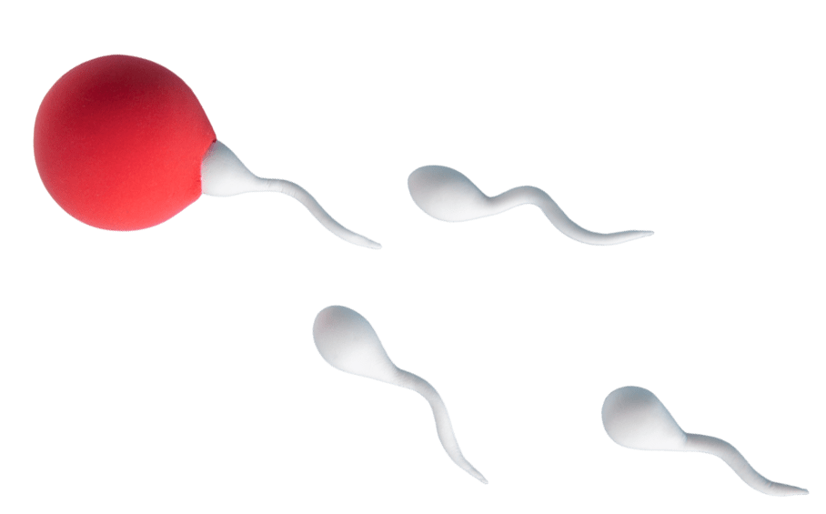 still-life-fertility-concept-high-angle1